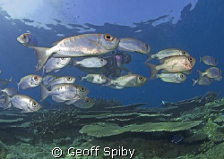 spot the diver by Geoff Spiby 